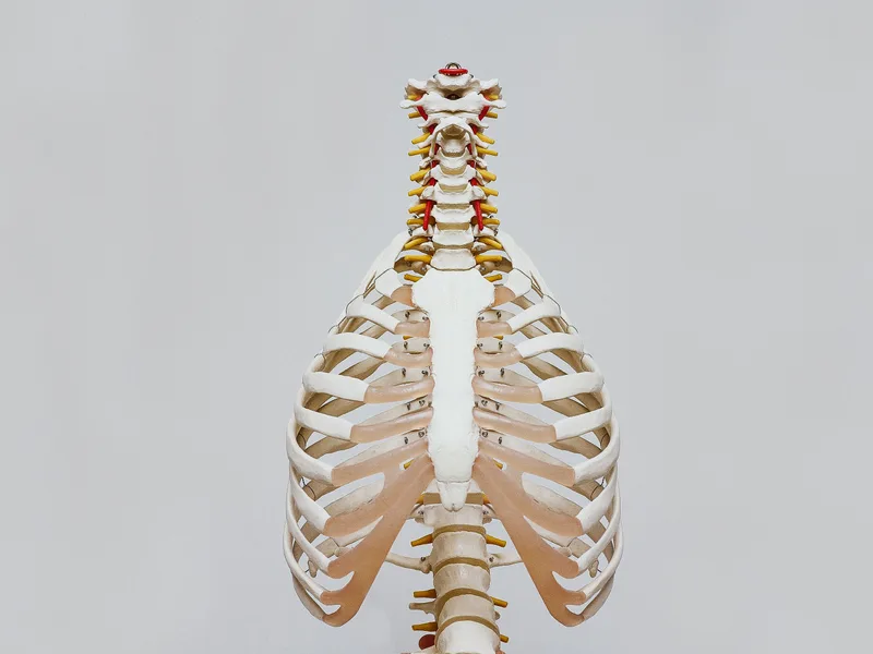 How X-Rays works at Towson Integrative Health